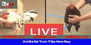 Coi Đá Gà Trực Tiếp Hôm Nay
