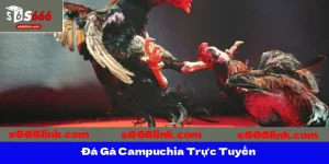 Đá Gà Campuchia Trực Tuyến