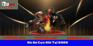 Đá Gà Cựa Sắt Tại S666