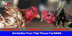 Đá Gà Đòn Trực Tiếp Thomo Tại S666