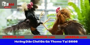 Hướng Dẫn Chơi Đá Gà Thomo Tại S666